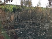 Waldbrand Schwarzes Holz
